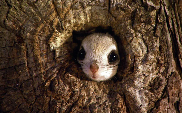  Japanese Dwarf Squirrel in a Tree