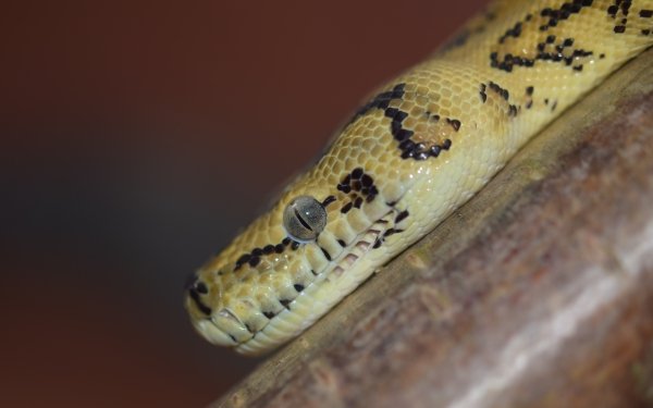 Animal Python Reptiles Snakes Snake Reptile Close-Up Eye HD Wallpaper | Background Image