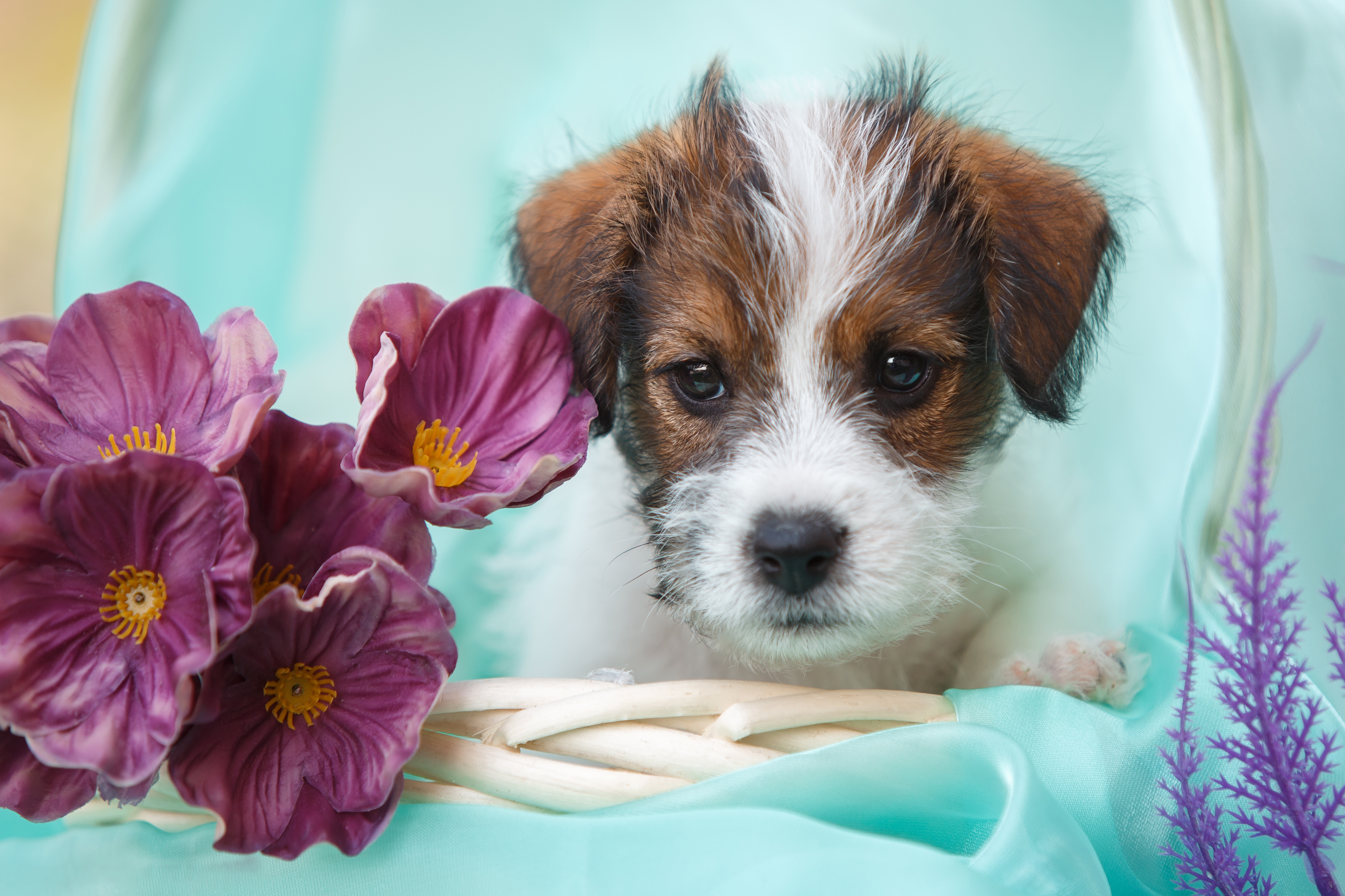 Animal Jack Russell Terrier HD Wallpaper | Background Image