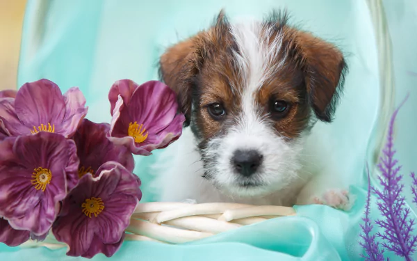 A Jack Russell Terrier puppy resting on a turquoise fabric with purple flowers, captured in 4K Ultra HD as a vibrant PC desktop wallpaper.