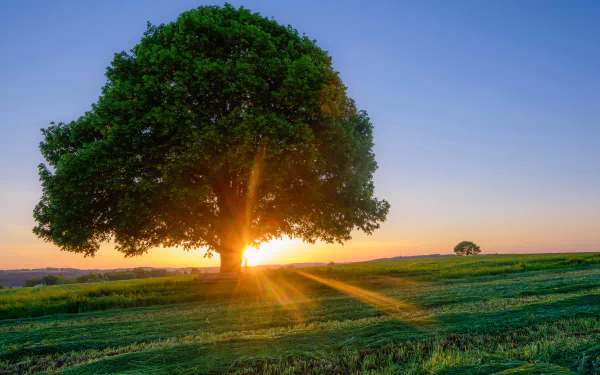 5K Ultra HD PC desktop wallpaper: a lonely tree in a green field at sunrise, sunbeams streaming through its canopy, a serene nature scene.