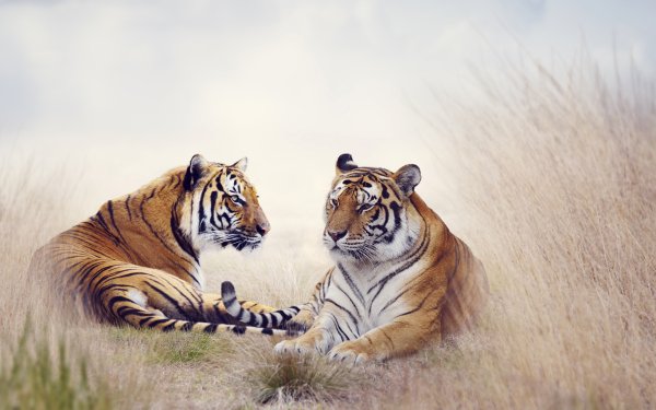 Animal Tiger Cats Painting Field HD Wallpaper | Background Image