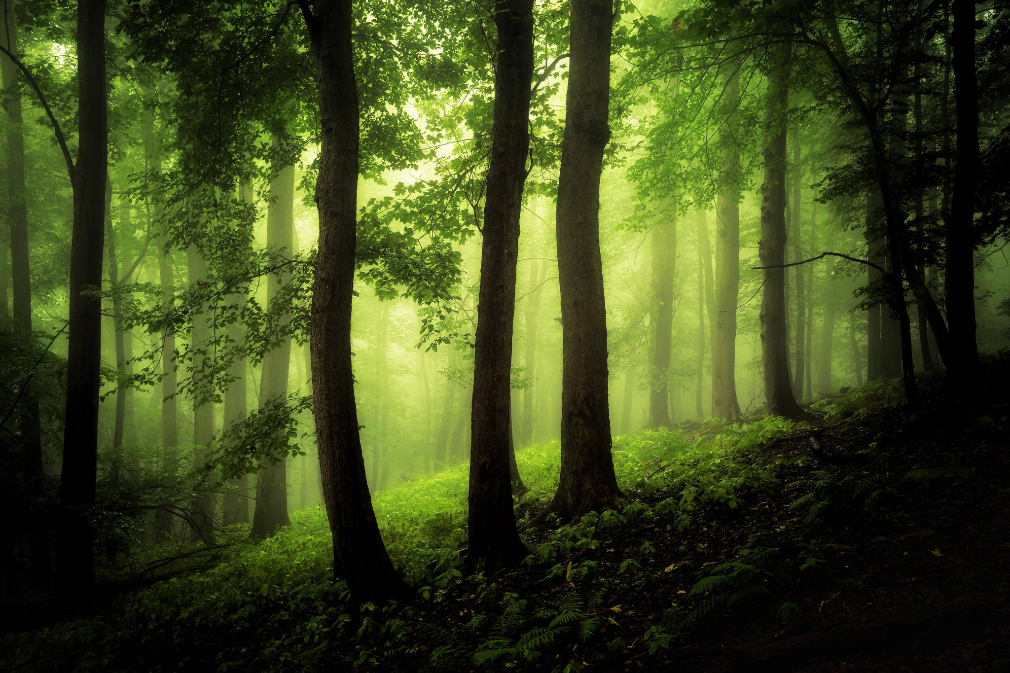 Download Fog Tree Nature Forest HD Wallpaper