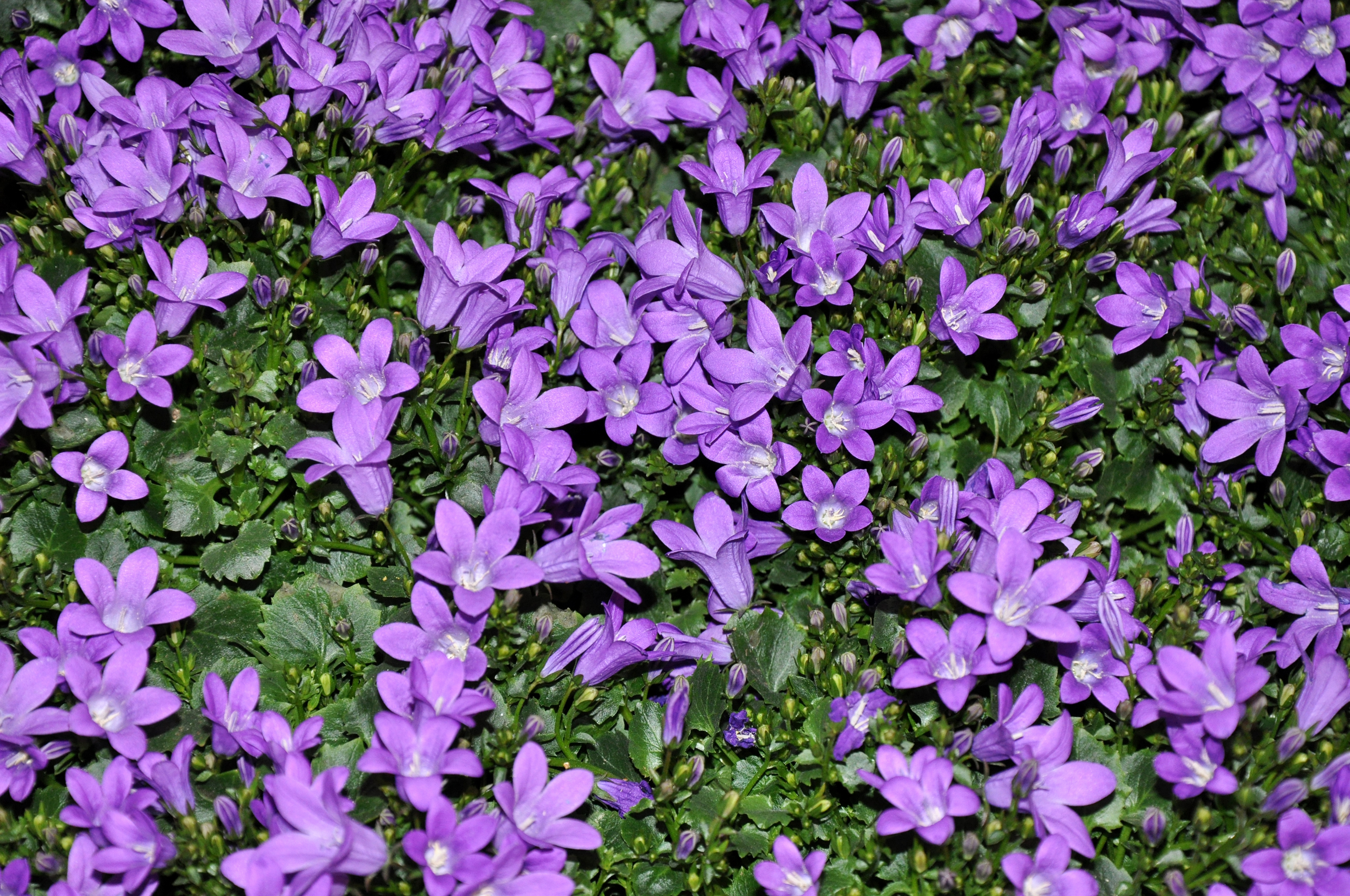 Earth Bellflower HD Wallpaper | Background Image