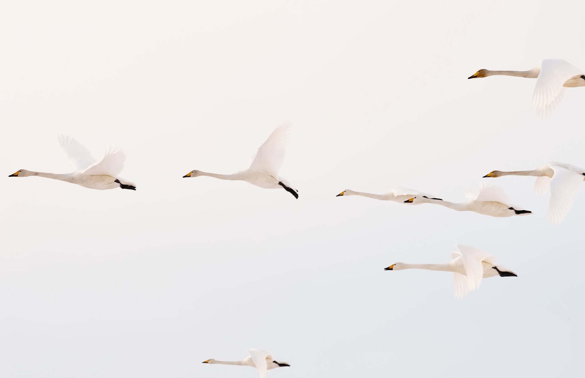Animal Whooper swan HD Wallpaper | Background Image