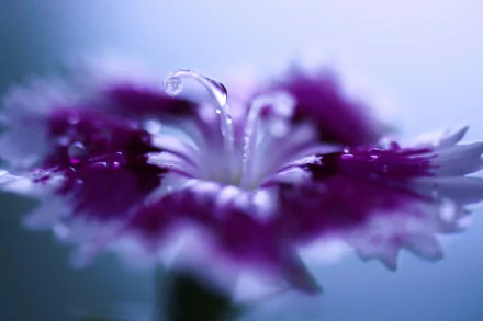 purple flower nature macro water drop dianthus flower HD Desktop Wallpaper | Background Image