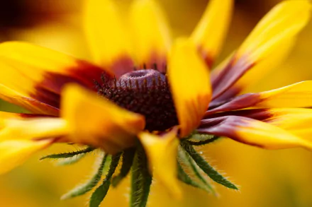 macro nature yellow flower flower black-eyed susan HD Desktop Wallpaper | Background Image