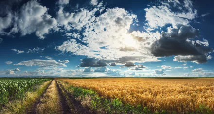 nature cornfield HD Desktop Wallpaper | Background Image