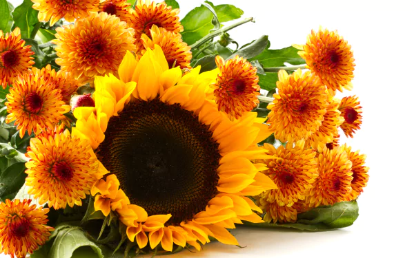 Bright yellow sunflower and orange flowers with green leaves on a white background, captured in vibrant detail for an 8K Ultra HD nature desktop wallpaper.