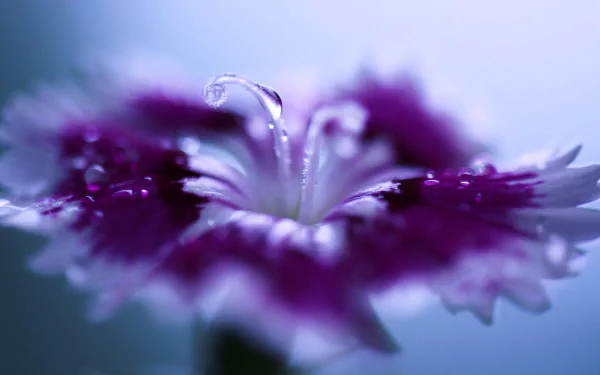 purple flower nature macro water drop dianthus flower HD Desktop Wallpaper | Background Image