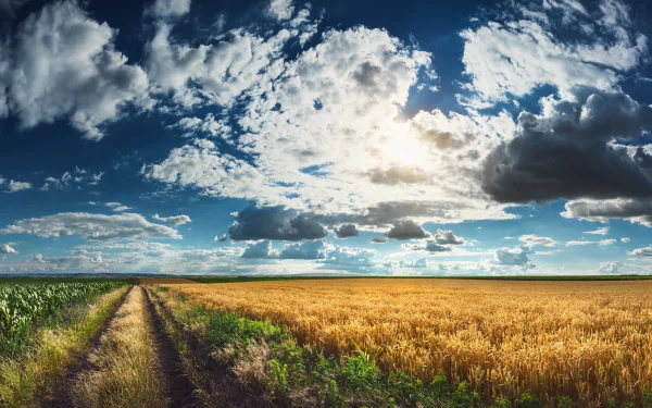 nature cornfield HD Desktop Wallpaper | Background Image
