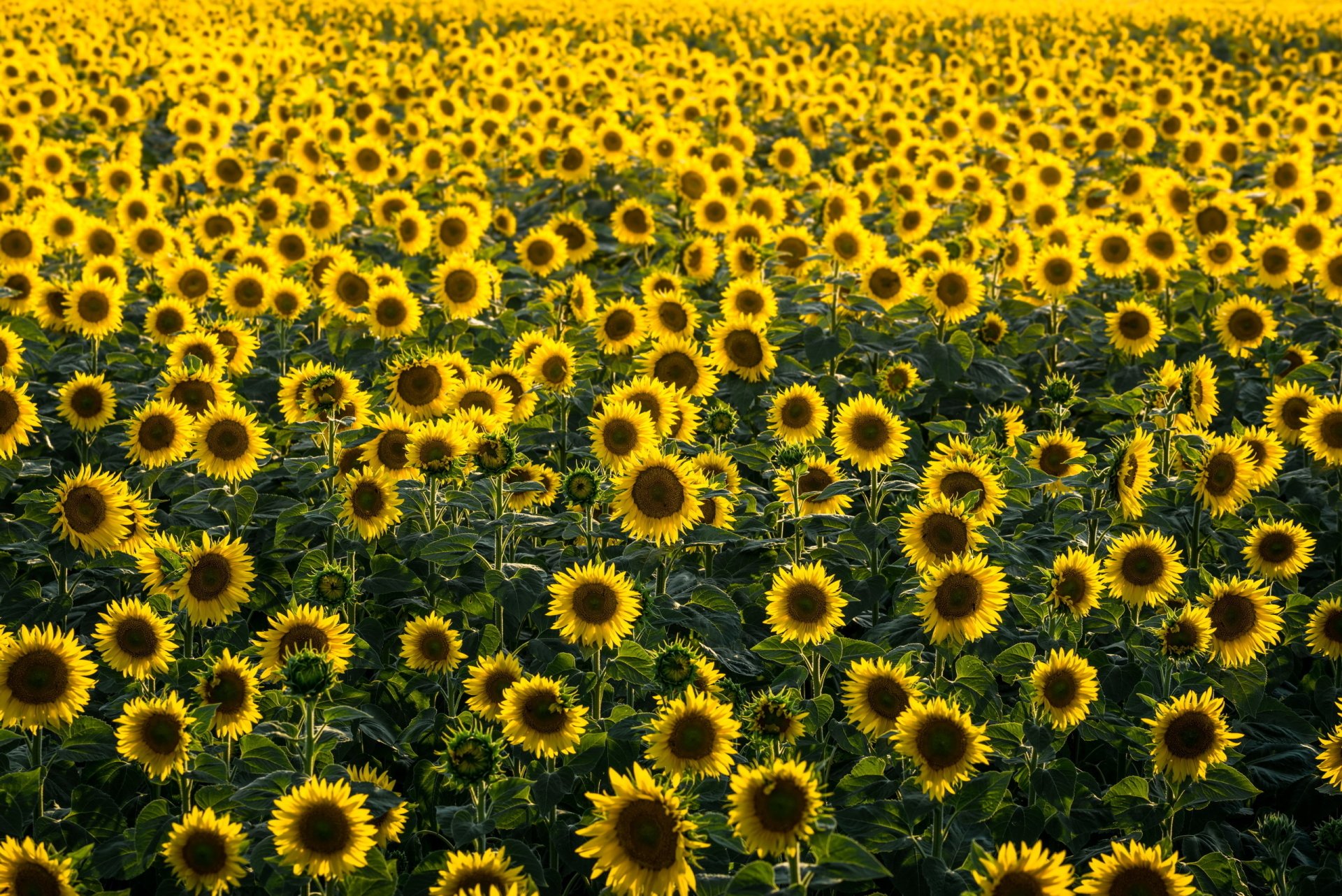 451 Sunflower Hd Wallpapers Background Images Wallpaper Abyss Page 4