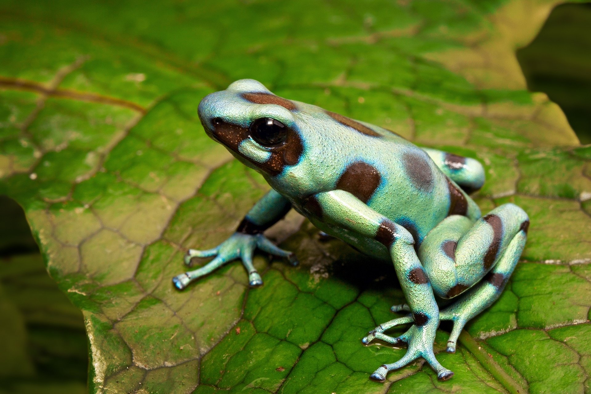 download-animal-poison-dart-frog-hd-wallpaper
