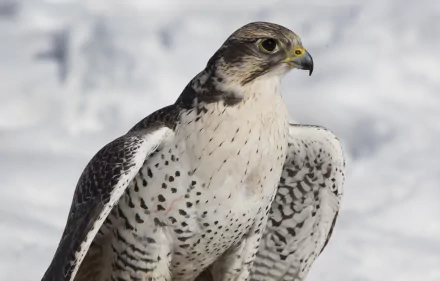 HD PC desktop wallpaper: close-up falcon with speckled white-and-gray plumage and a sharp yellow beak, poised against a soft snowy background.