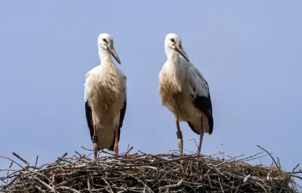 Two white storks standing on a nest against a clear blue sky, captured in high definition for a PC desktop wallpaper background.
