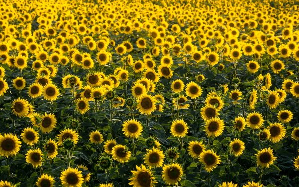 Nature Sunflower Flowers Flower Summer Yellow Flower Field HD Wallpaper | Background Image