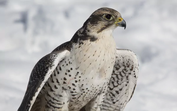HD PC desktop wallpaper: close-up falcon with speckled white-and-gray plumage and a sharp yellow beak, poised against a soft snowy background.