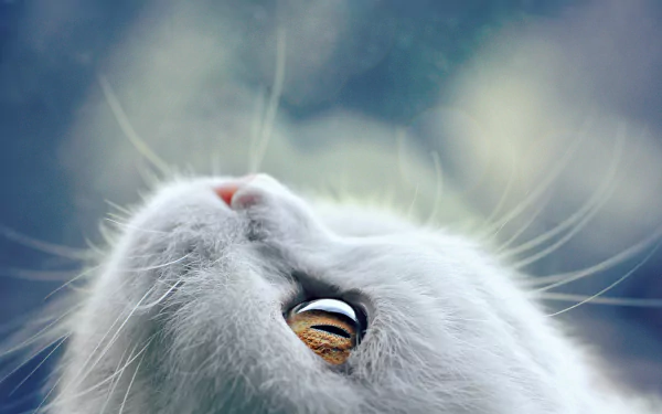 HD PC desktop wallpaper: close-up of a white cat's muzzle, whiskers and golden eye — animal portrait against a soft bokeh background.