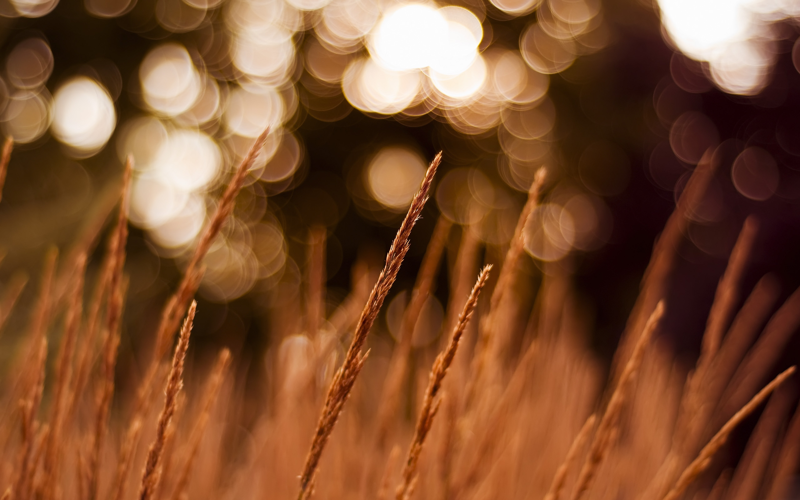 Golden wheat fields, a serene nature scene for hd desktop wallpaper.