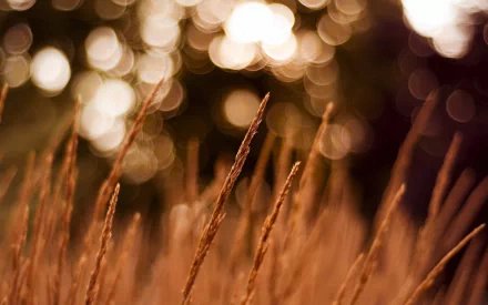 Close-up image of wheat in a natural setting with a blurred background, offering a warm and serene HD desktop wallpaper.