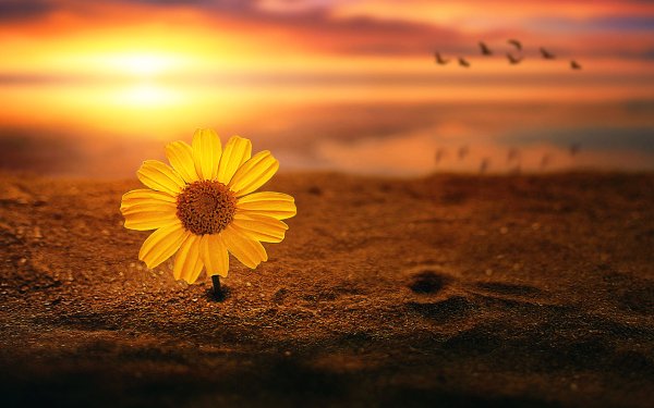 Earth Flower Flowers Yellow Flower Sand Sunset Daisy HD Wallpaper | Background Image