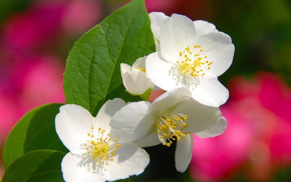 Nature Blossom Flowers Flower White Flower Blur Macro HD Wallpaper | Background Image
