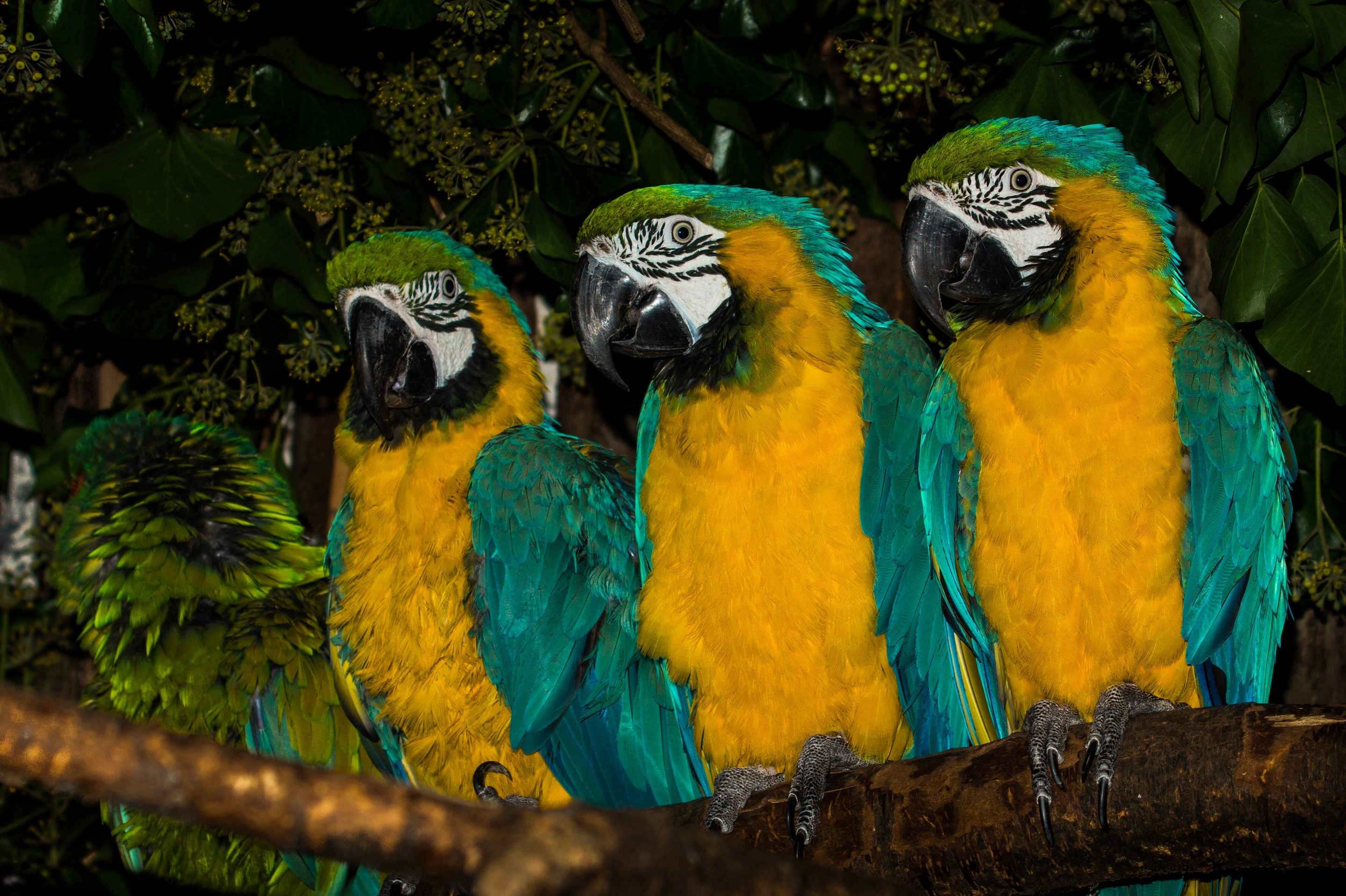 Animal Blue And Yellow Macaw Hd Wallpaper