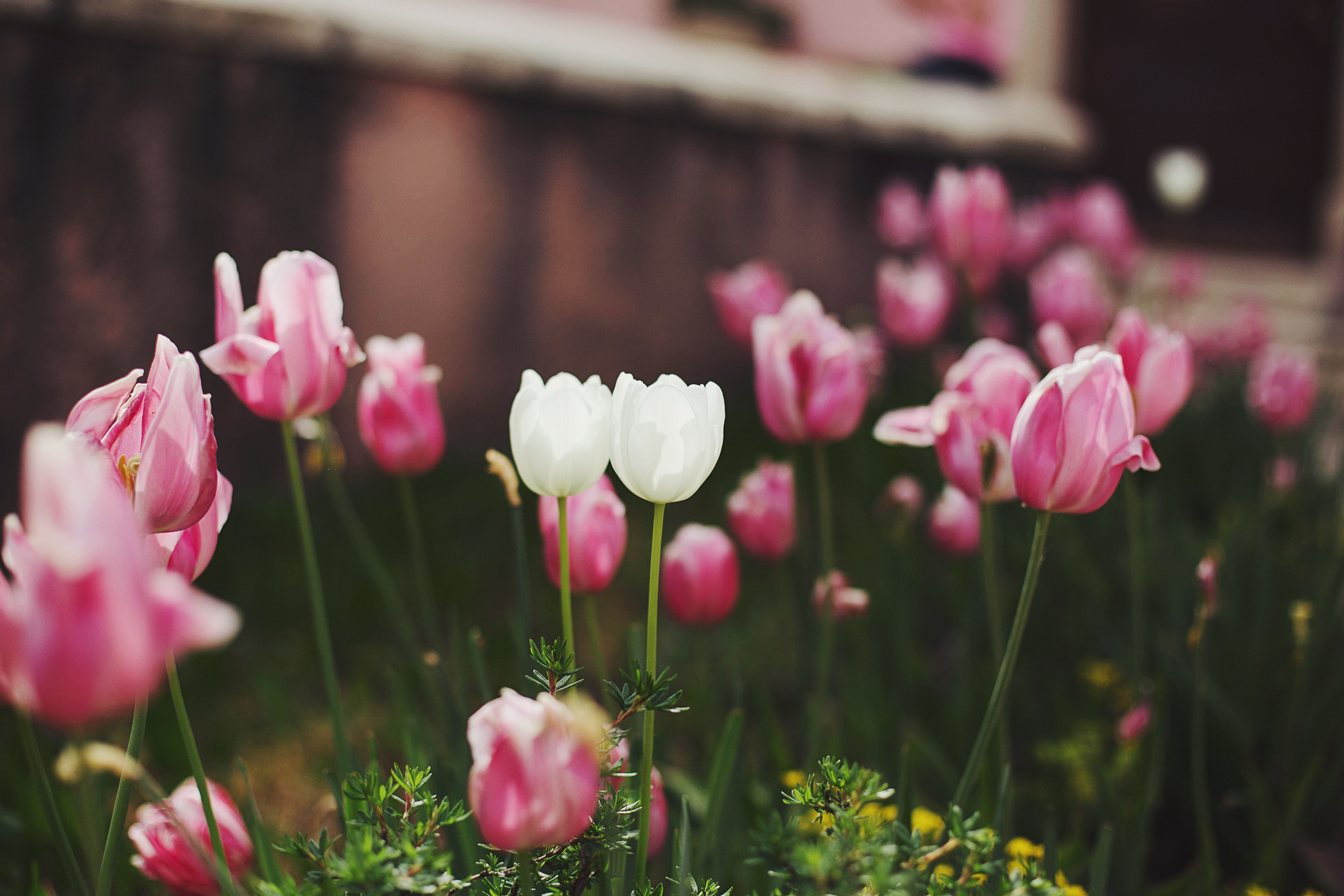 Download Nature Blur Pink Flower White Flower Flower Tulip 4k Ultra HD ...