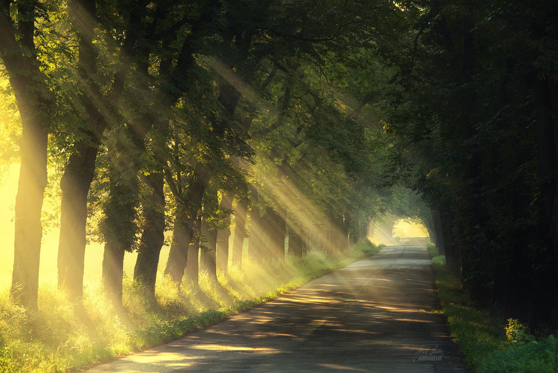 A serene, tree-lined road illuminated by sunbeams, showcasing the beauty of nature alongside man-made paths. A captivating HD wallpaper for nature lovers.