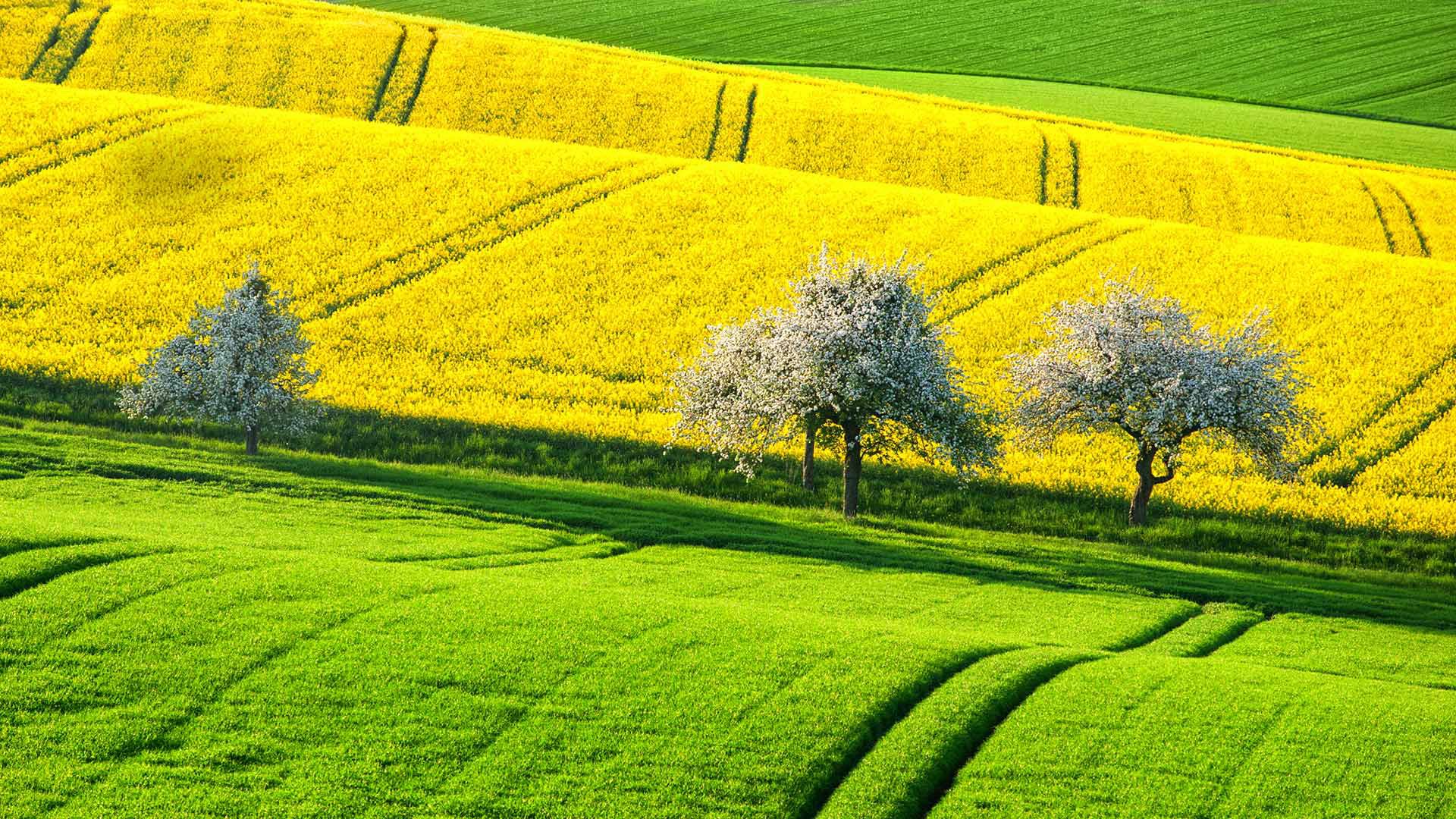 Champ Fond d'écran HD | Arrière-Plan | 1920x1080 | ID:724545 ...