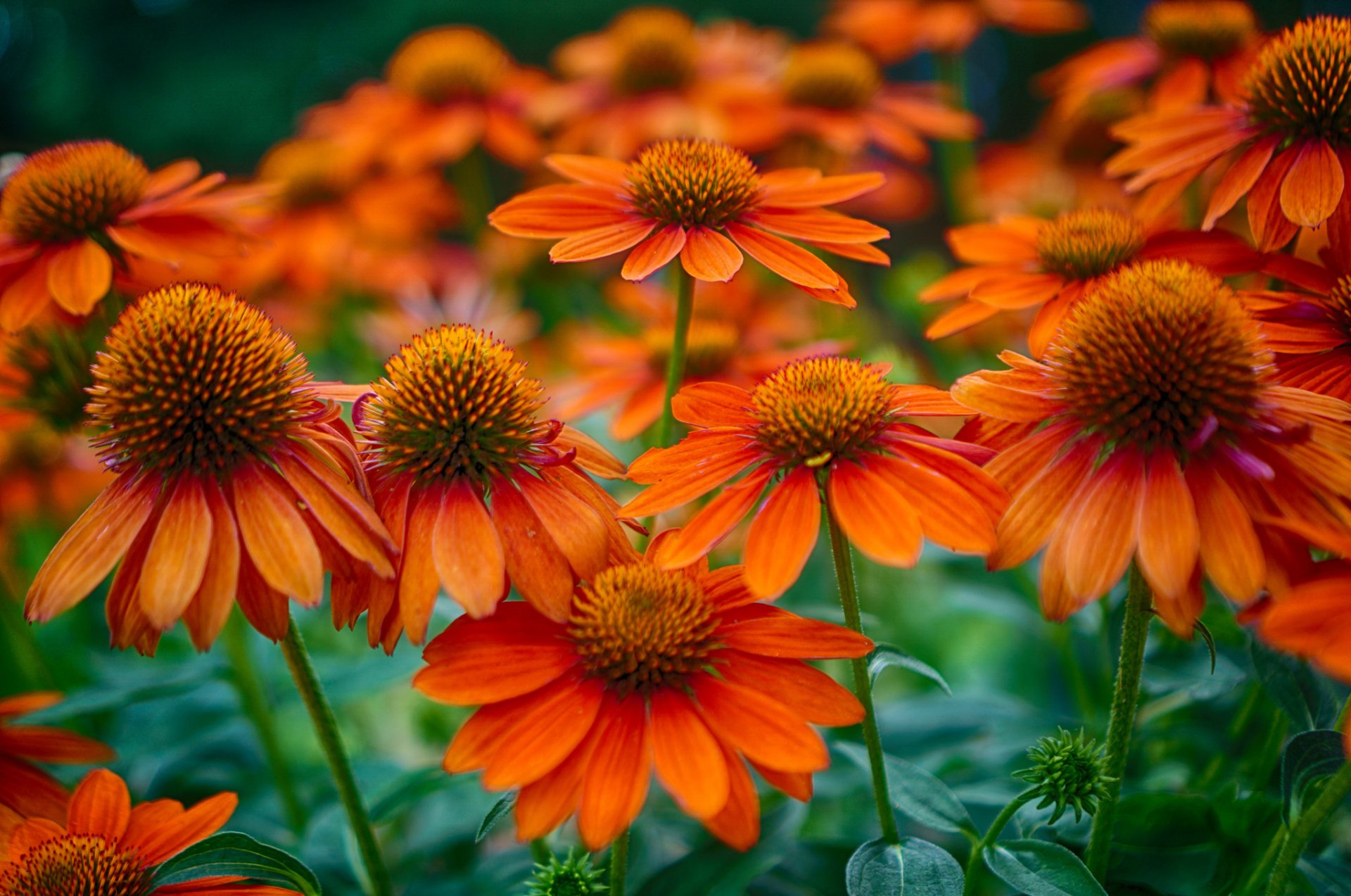 Close-up of vibrant orange daisies in full bloom, showcasing detailed petals and green stems in a nature-themed HD PC desktop wallpaper background.