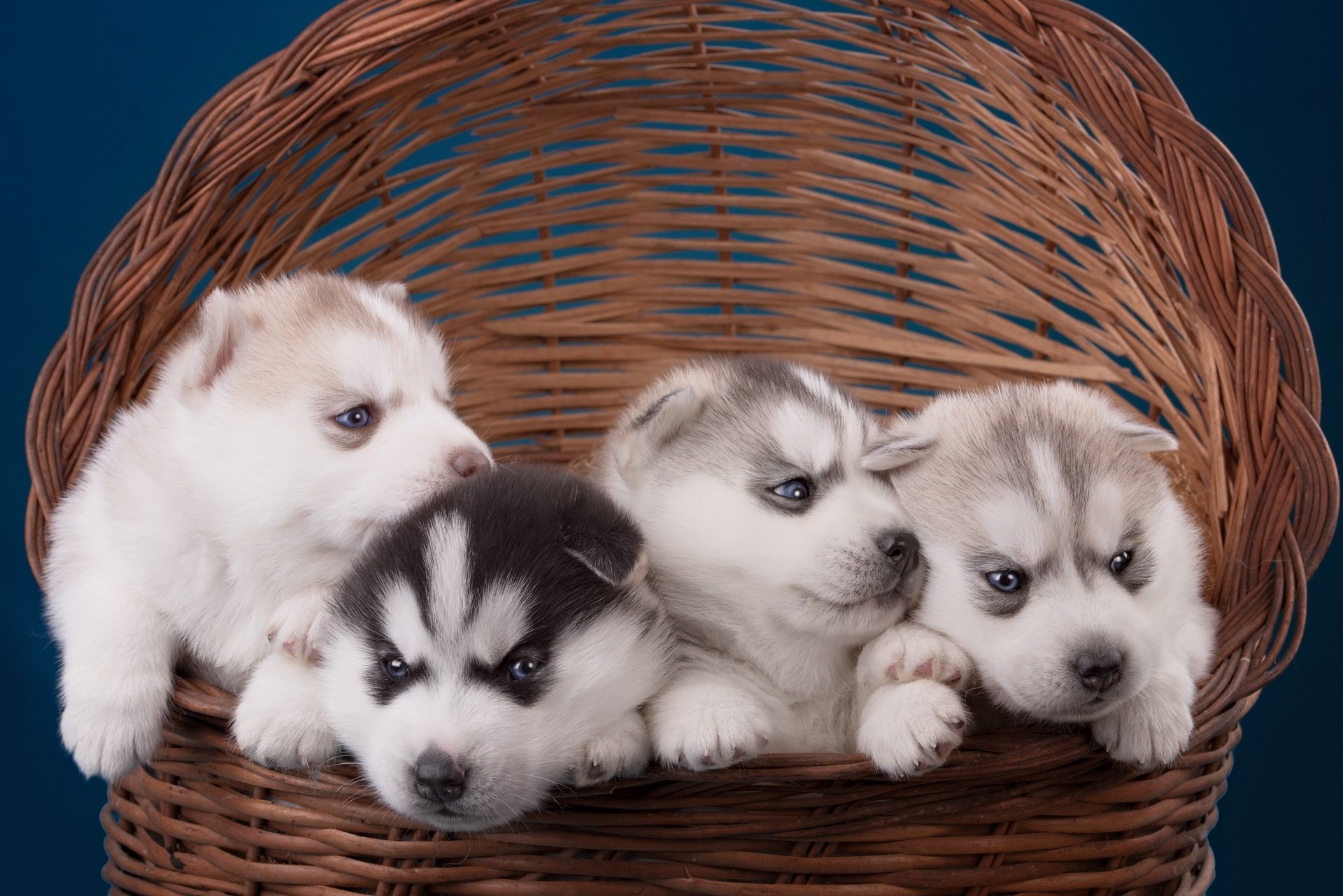 Download Dog Husky Animal Puppy HD Wallpaper