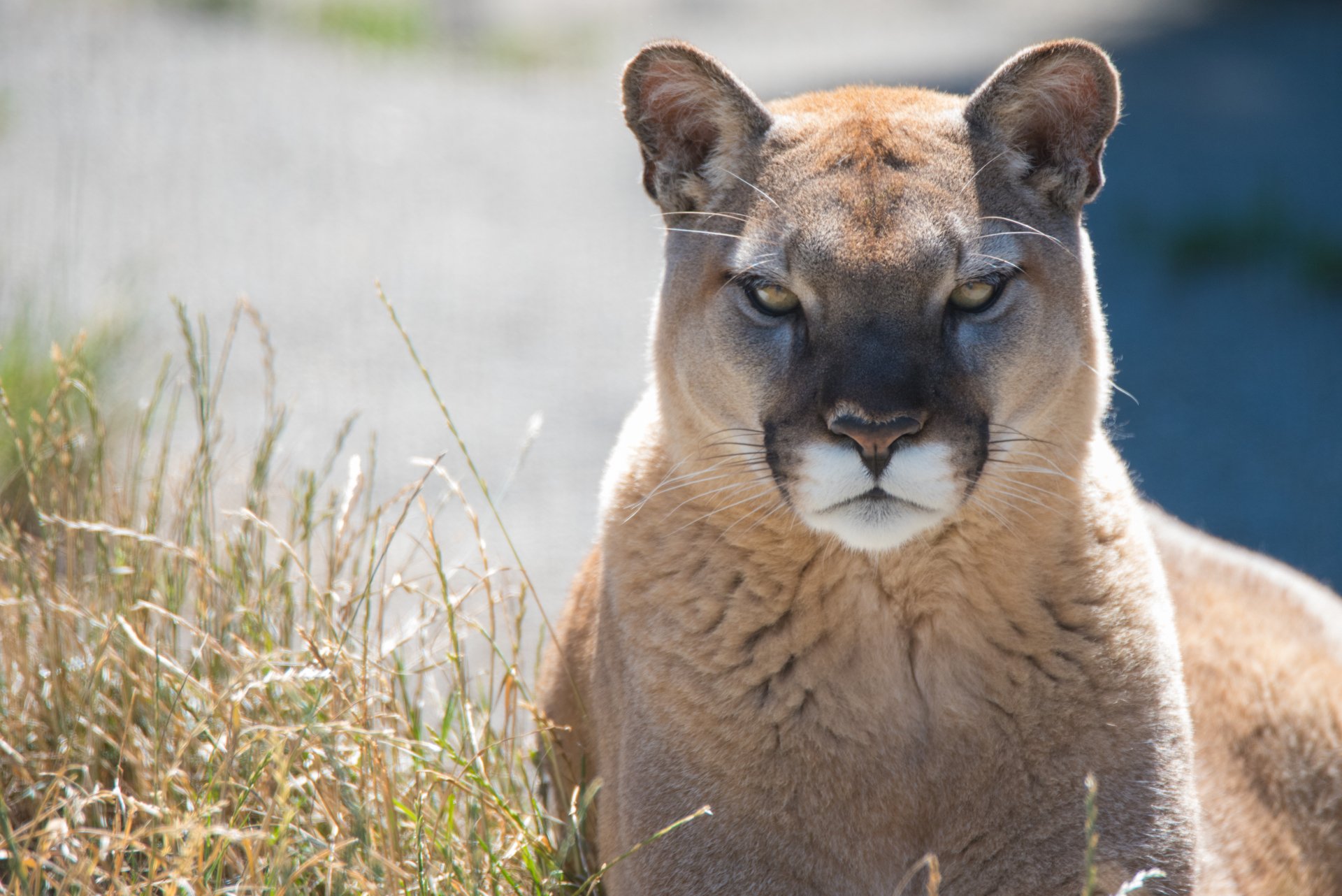 Cougar (animal) gazing forward amid dry grasses — 4K Ultra HD PC desktop wallpaper/background, high-detail wildlife portrait.