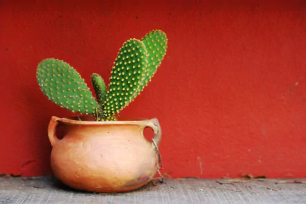 A green cactus in a rustic clay pot set against a textured red wall, captured in HD for a vibrant PC desktop wallpaper background.