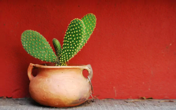 A green cactus in a rustic clay pot set against a textured red wall, captured in HD for a vibrant PC desktop wallpaper background.