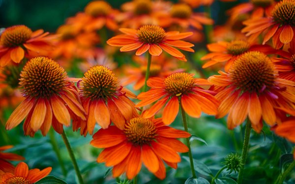 Nature Daisy Flowers Flower Orange Flower Close-Up HD Wallpaper | Background Image