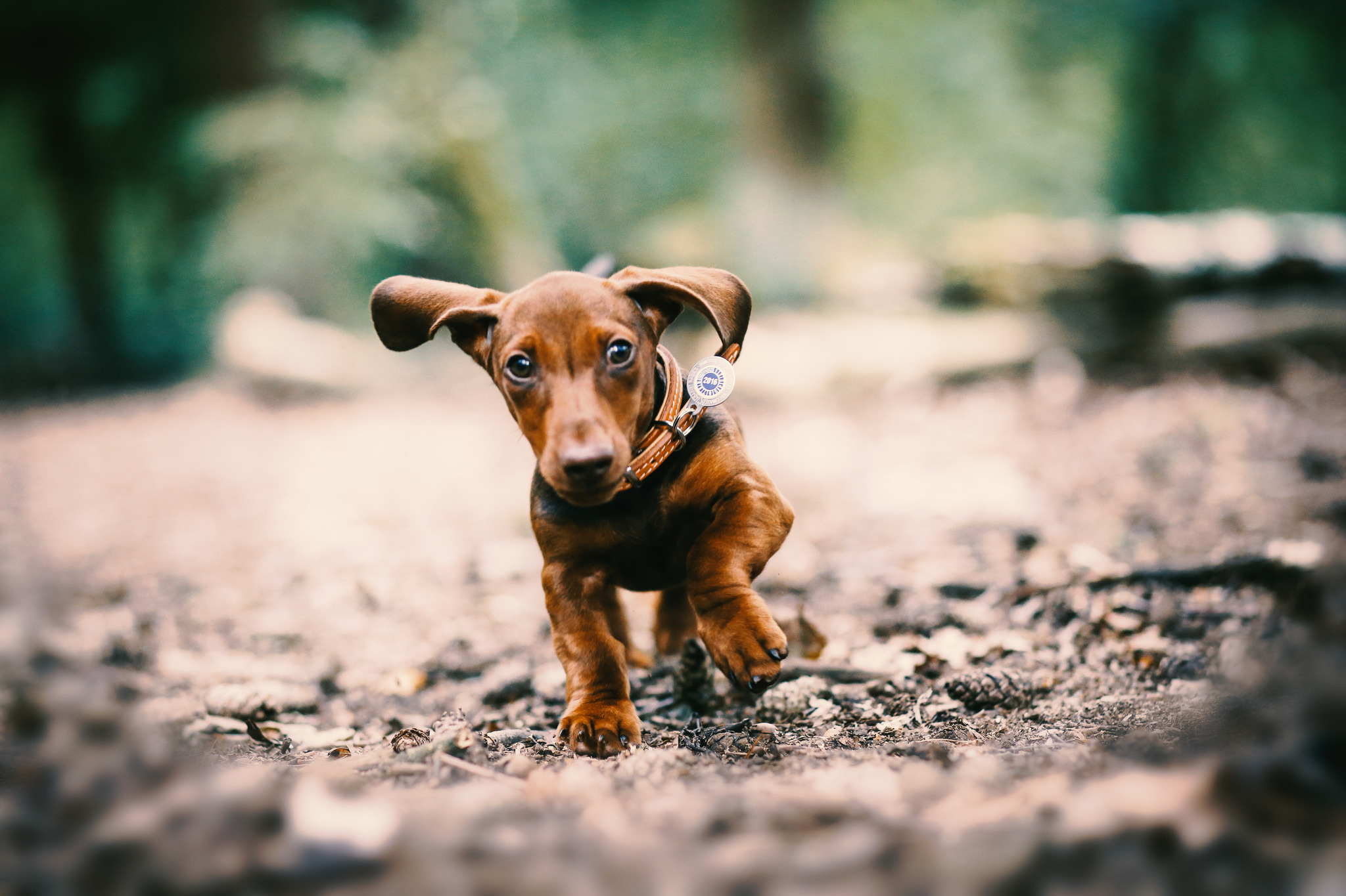 Jumping Puppy, Anmal, Jump, Puppy, Dog, HD Wallpaper Peakpx, 46% OFF