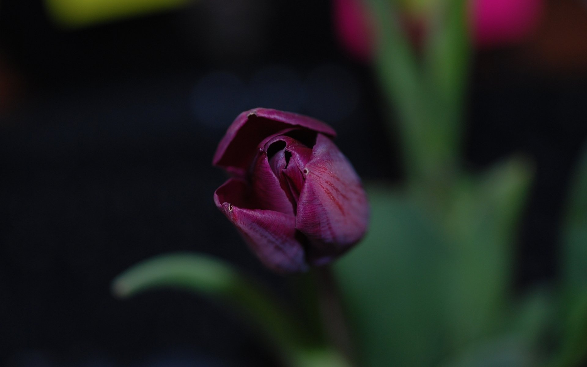 Download Purple Flower Close-up Flower Nature Tulip HD Wallpaper ...