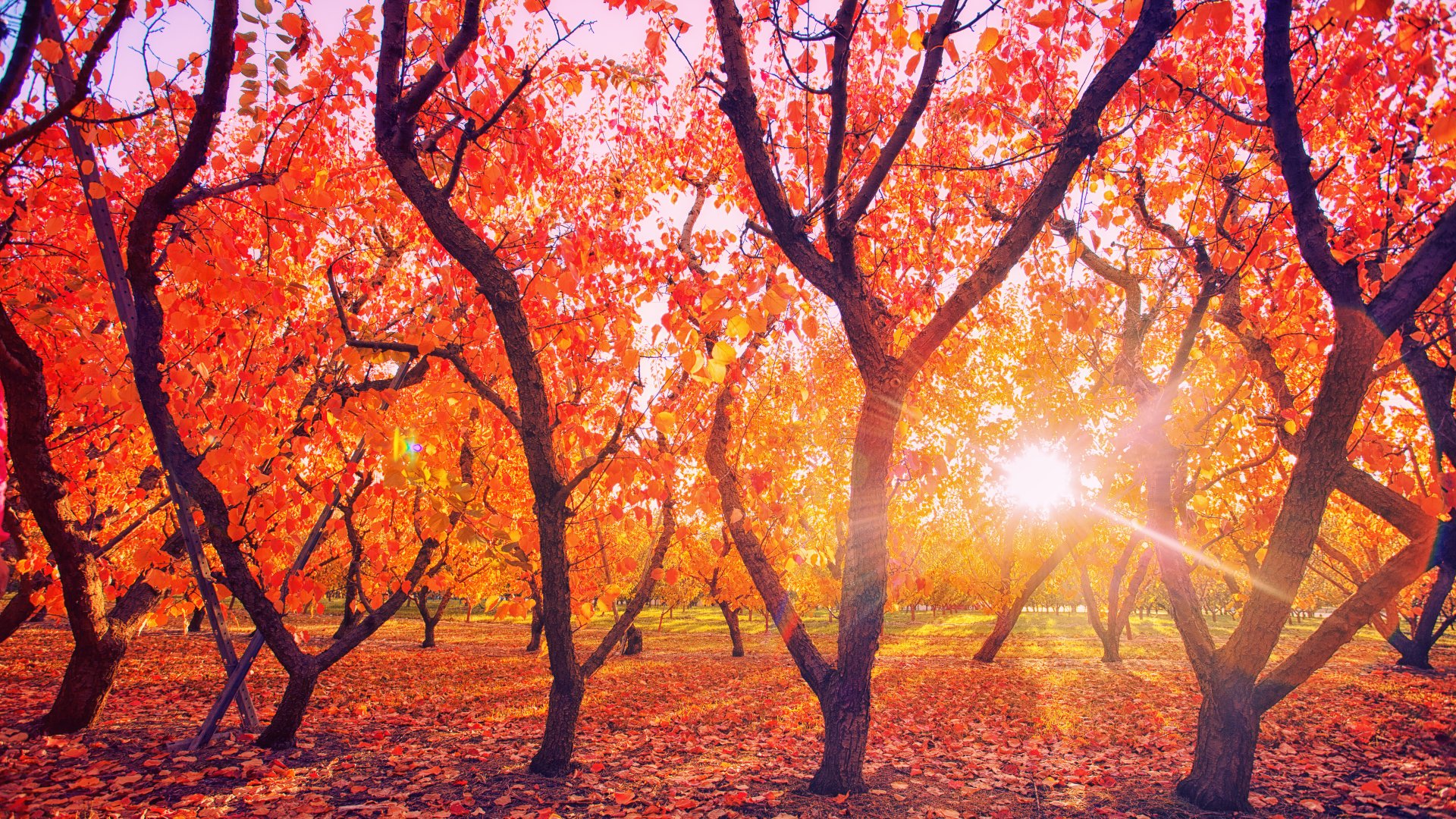 Sunbeam filters through vibrant red and orange fall foliage in a serene park, captured in stunning 4K Ultra HD nature photography for a PC desktop wallpaper.
