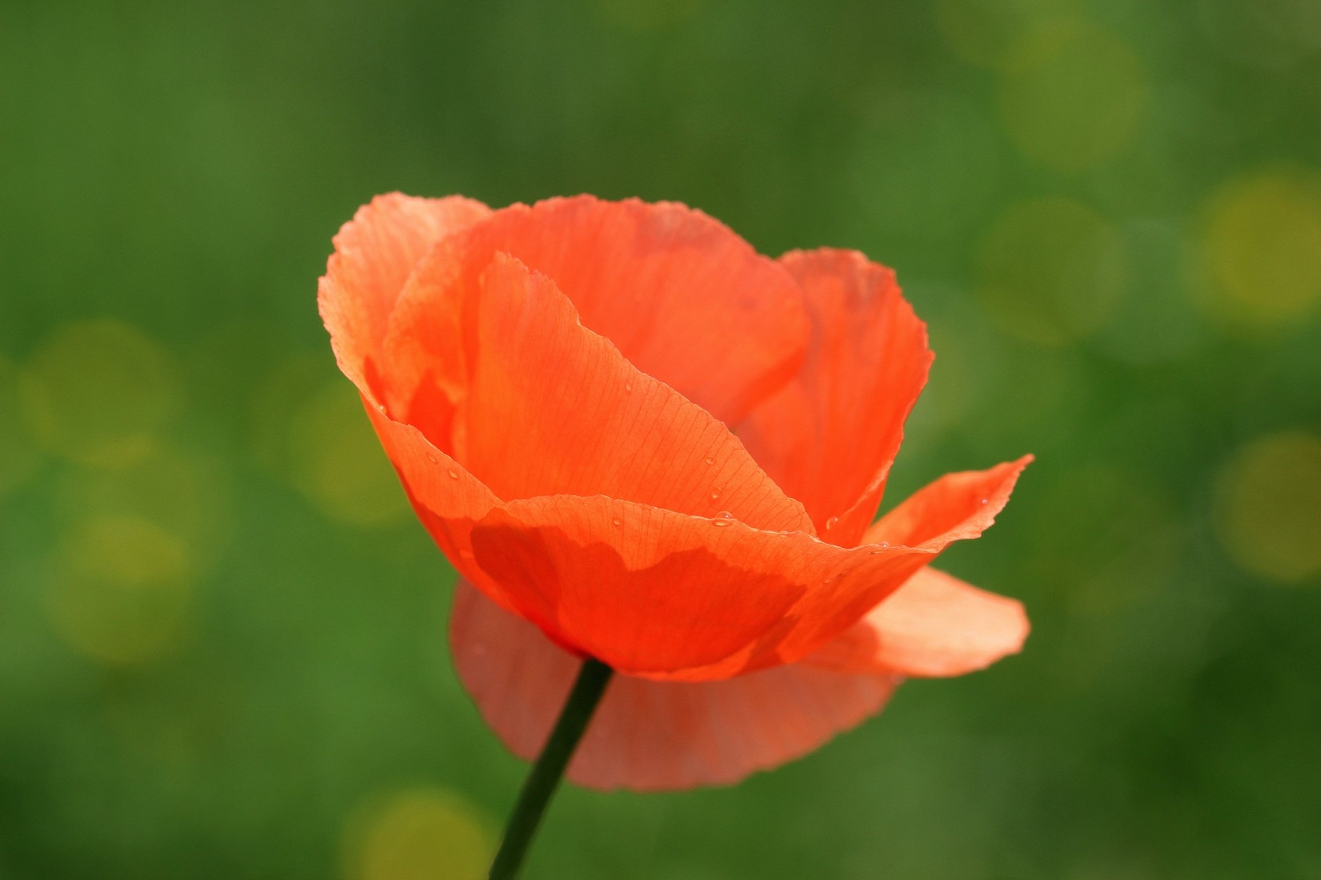 Download Bokeh Orange Flower Nature Flower Poppy 4k Ultra HD Wallpaper by Myriams-Fotos