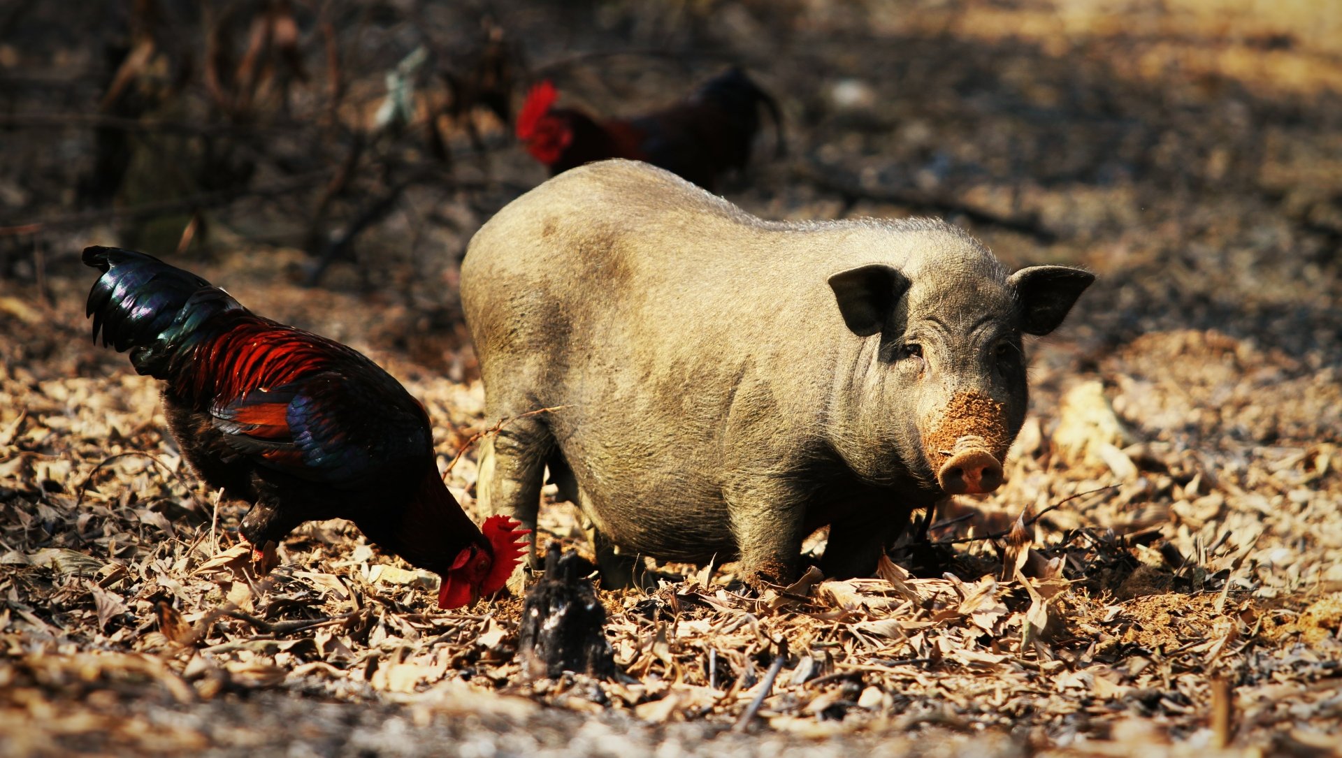 A pig forages among fallen leaves, accompanied by chickens. The vibrant colors and textures create a captivating 4K Ultra HD desktop wallpaper.