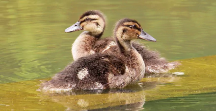 duckling buck bird Animal duck HD Desktop Wallpaper | Background Image