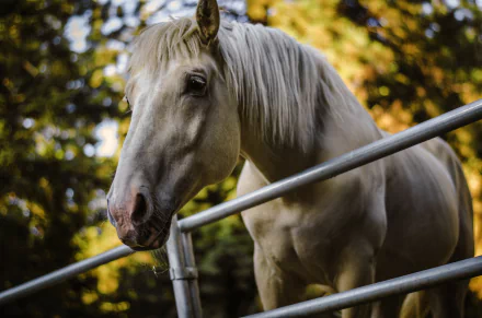 HD PC desktop wallpaper featuring a close-up of a white horse standing behind metal rails with a blurred forest background.