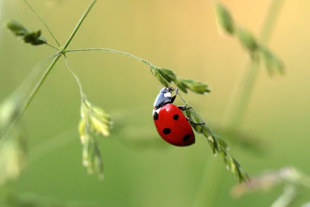 Macro HD PC desktop wallpaper/background: a red ladybug (insect/animal) on a delicate green plant stem in a soft, blurred macro backdrop.