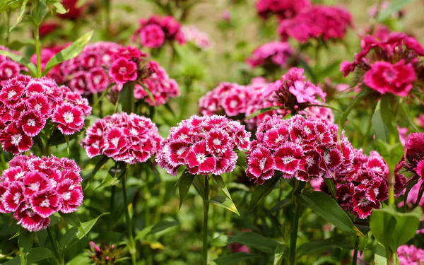 Vibrant pink carnations bloom amidst green foliage in this detailed 4K Ultra HD nature wallpaper showcasing the intricate beauty of flowers.