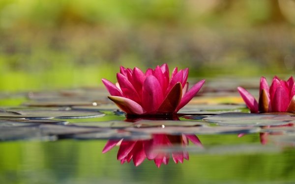 Earth Water Lily Flowers Nature Reflection Flower Pink Flower HD Wallpaper | Background Image