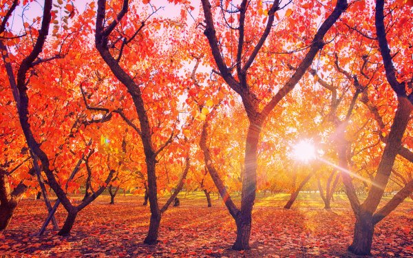 Photography Park Nature Fall Foliage Sunbeam Sun HD Wallpaper | Background Image