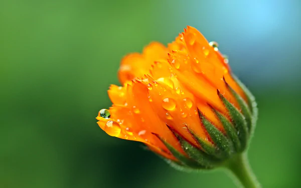 A close-up of a vibrant yellow marigold flower adorned with water droplets, set against a softly blurred green background, showcasing the beauty of nature in this HD wallpaper.