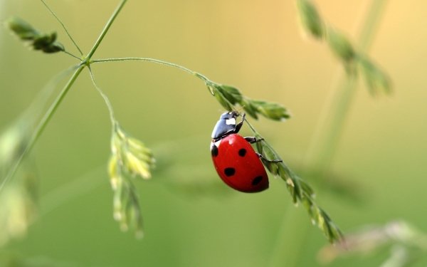 Animal Ladybug Insect Macro Plant HD Wallpaper | Background Image