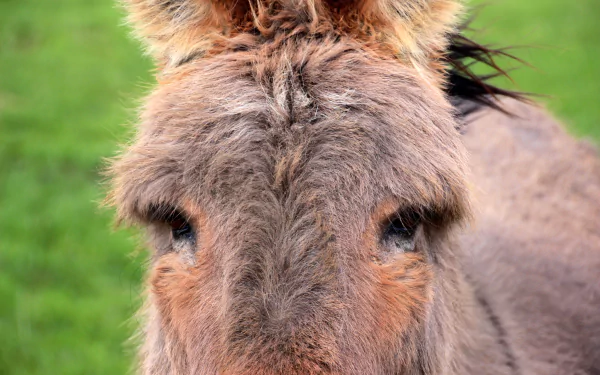 Close-up of a donkey's face with expressive eyes and soft fur, set against a lush green background, making a charming HD desktop wallpaper.